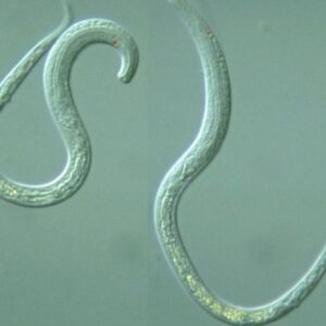 Microscopic view of nematodes